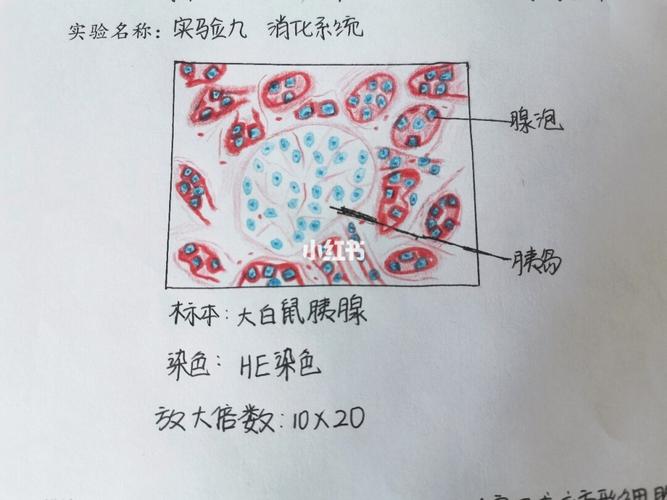 胰腺手绘图 学医学成了美术_手绘图_美术_组织学与胚胎学实验绘图