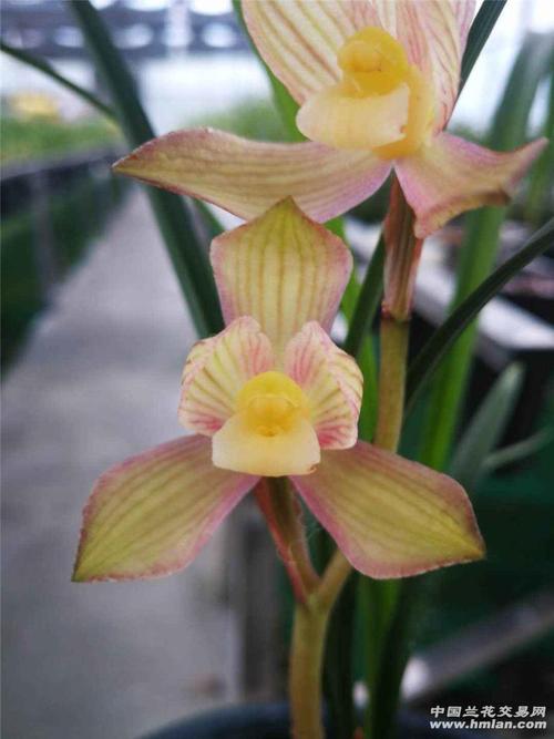 初心的主要特征-春剑篇-中国兰花交易网社区