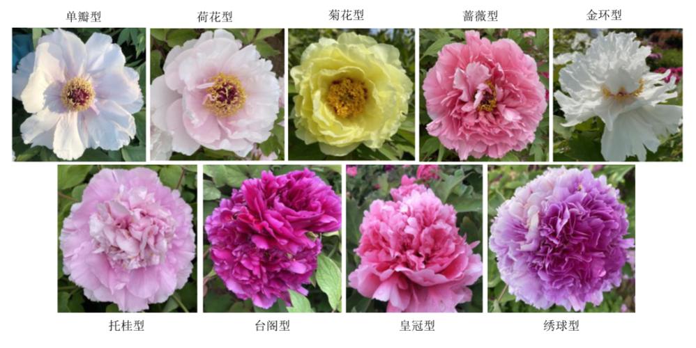 牡丹:来看我的时候,请不要当着我的面提五环