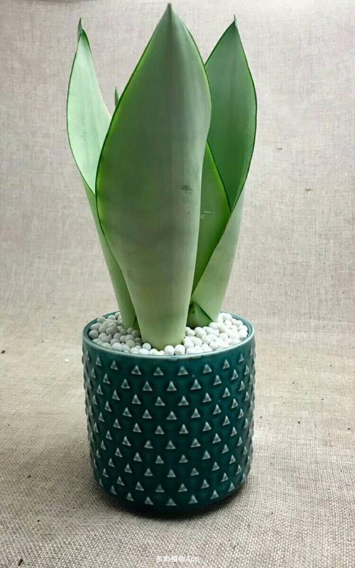 白玉虎皮兰变绿了,白玉虎皮兰叶子皱褶了