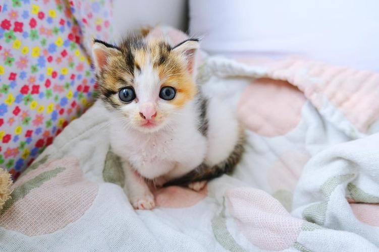 刚刚小豆丁睡醒了满床跑着玩 被家里的大猫猫围观  懵懵的小表情太