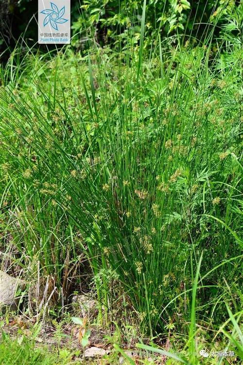 虎须草见过吗清心火利小便用于膀胱炎尿道炎肾炎水肿失眠