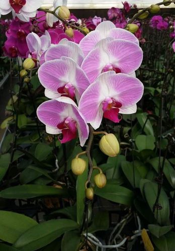 蝴蝶兰市场热门品种鉴赏