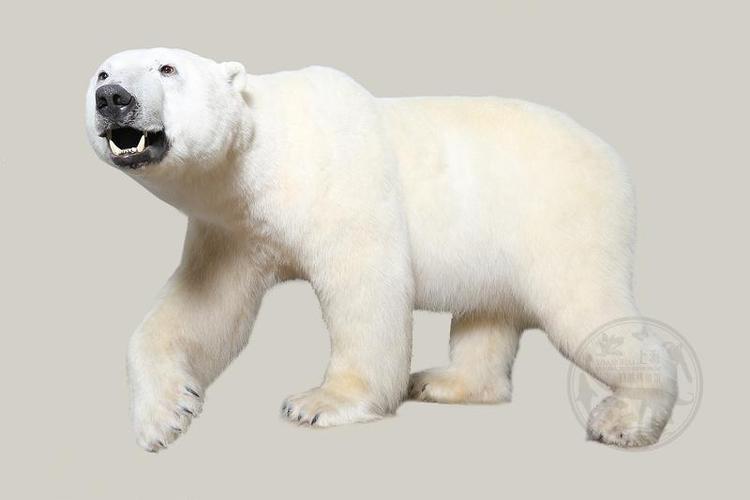 北极熊