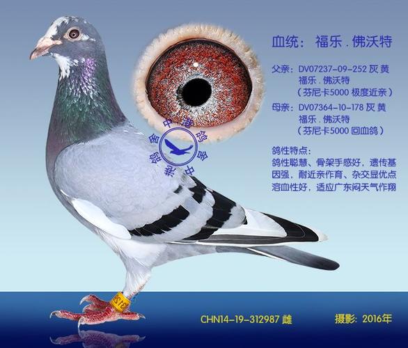 芬尼卡987(非卖品)