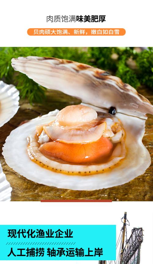 壹鲜扇贝鲜活新鲜超大海鲜大连特产水产贝类夏威夷贝蒜蓉粉丝贝_4折