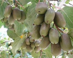 让北林农业研究所告诉您如何挑选软枣猕猴桃呢?