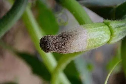 西葫芦灰霉病