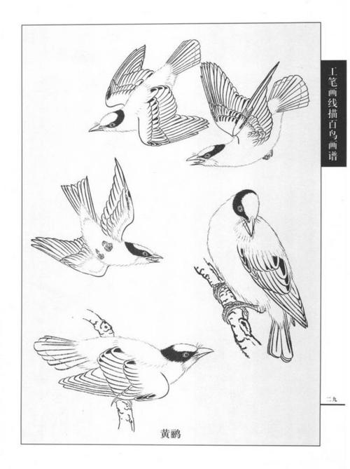 thelastactoflove采集到线描素材(动物) 工笔画鸟线描图——黄鹂