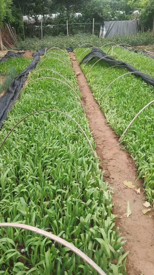 鸢尾苗供应商蓝花露天鸢尾红盈地被宿根花卉