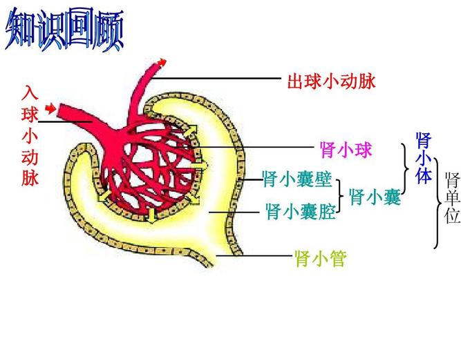 入 球 小 动 脉 出球小动脉 肾 肾小球 小 体 肾 肾小囊壁 肾小囊 单