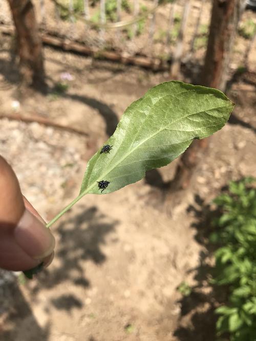 我家苹果树有好多虫子 不知道是什么虫子 所以也不知买什么杀虫剂