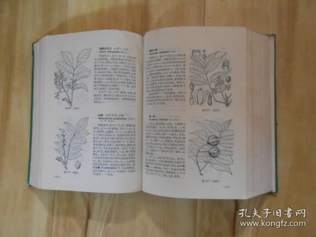 中国高等植物图鉴 第二册