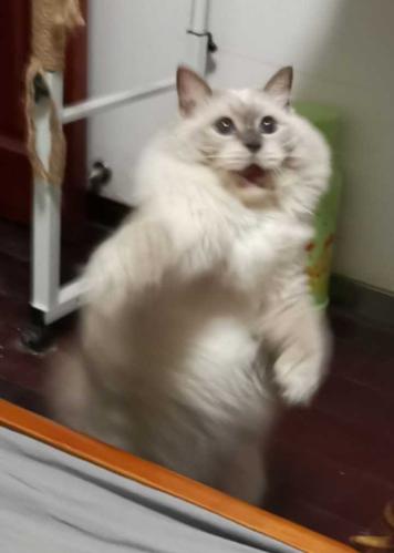 看看我家的小可爱,布偶猫和蓝猫.