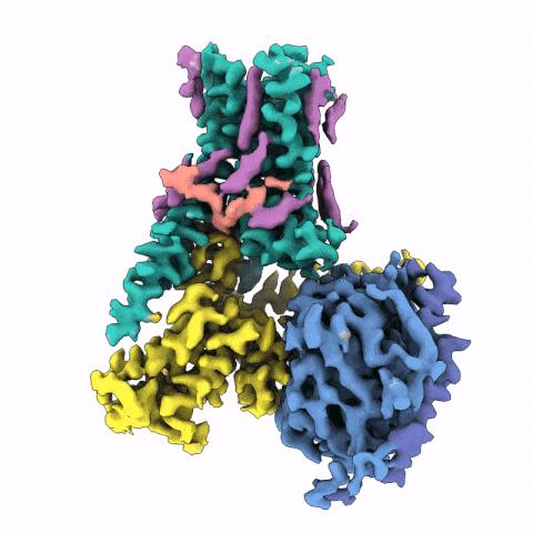 成果登上《自然》!他们探究幸福与快乐的源泉