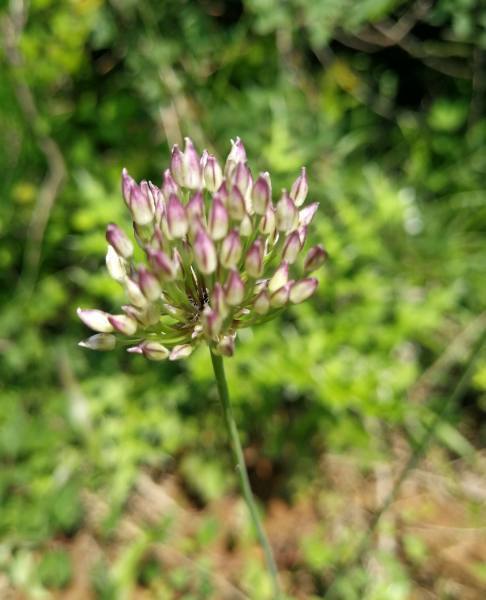 野韭菜又叫山韭,宽叶韭,岩葱, 也叫起阳草, 平时都说韭菜有壮阳作用