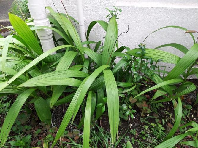 长披针形叶的白芨