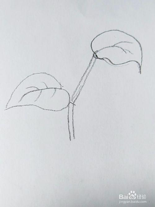 绿萝图片简笔画