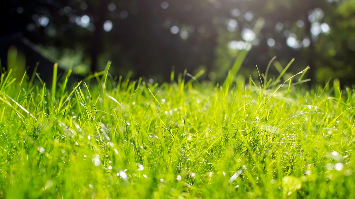 春天绿意浓浓风景桌面壁纸