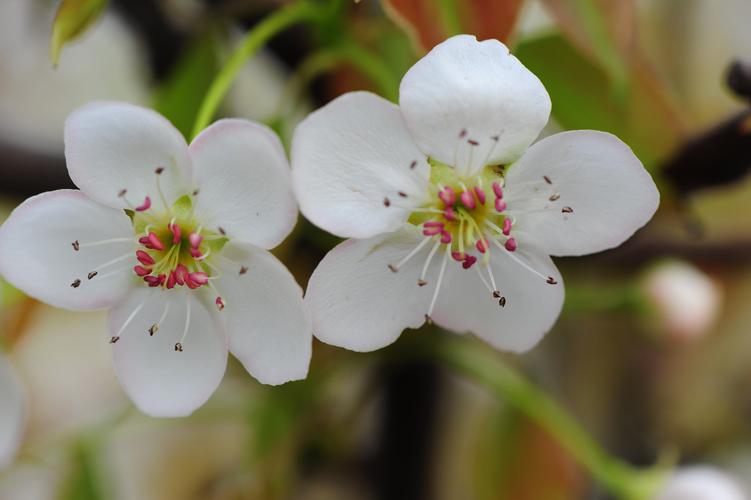 凝脂欲滴的梨花
