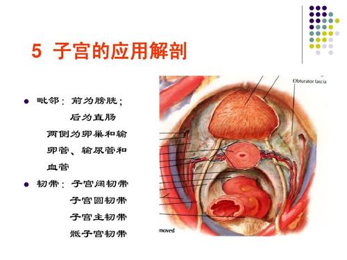 女性盆腔水平断面解剖_(nxpowerlite)