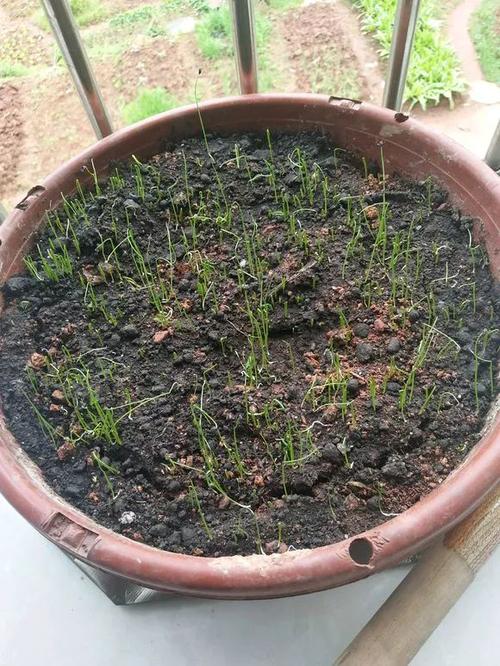 网上买点葱种子自己种点小葱种在花盆里60天就能吃上