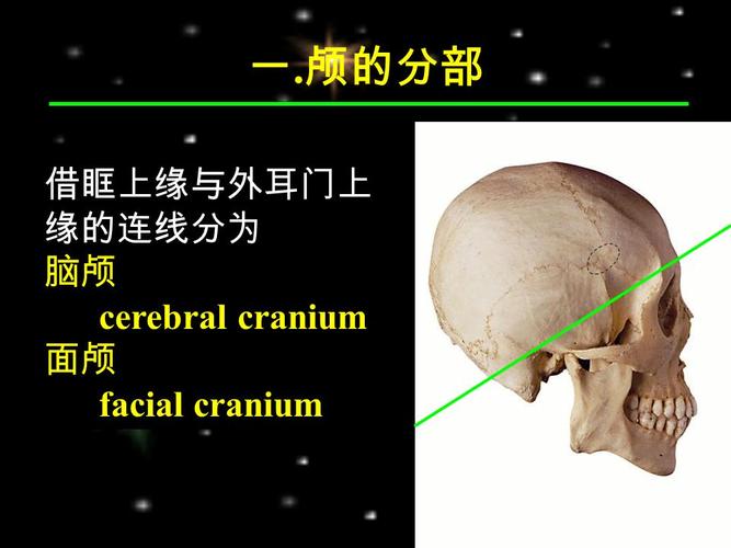 颅的分部 借眶上缘与外耳门上 缘的连线分为 脑颅 cerebral cranium