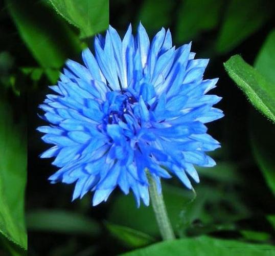 矢车菊的基本知识