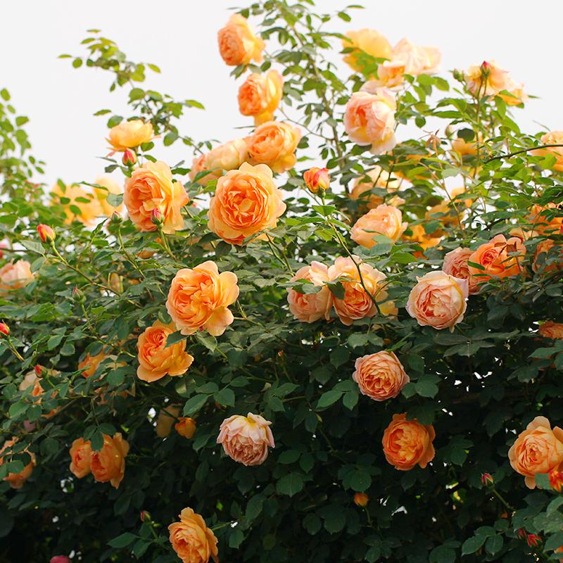 海蒂的花园夏洛特夫人英国奥斯汀藤本月季庭院露台花卉植物盆栽苗