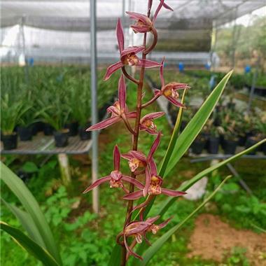 墨兰【江山红】,2苗1芽