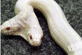 深山挖出千年白蛇