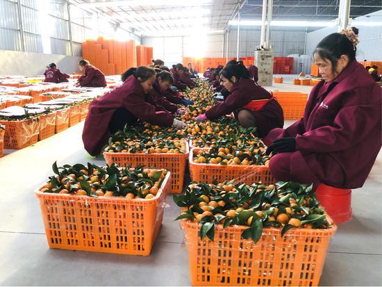 当地柑橘加工厂的工人正在进行选果包装