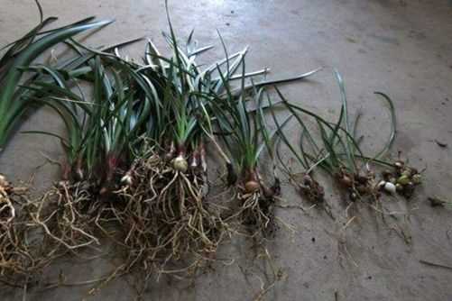 紫根兰的养殖方法与注意事项紫根兰的花语