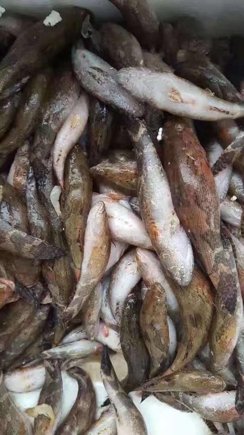 甲鱼馆(原甲天下即将营业)所有原材料均来自洞庭湖以味道和新鲜保证