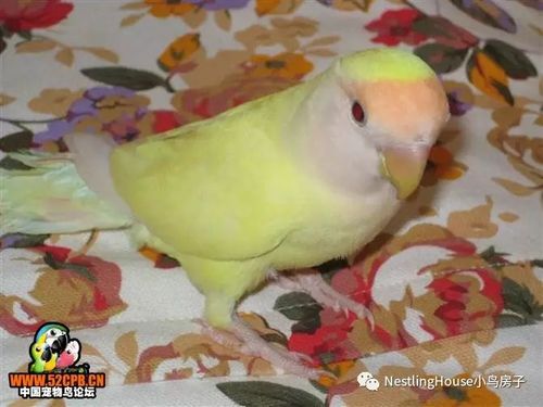 牡丹鹦鹉品种及培育羽色品种