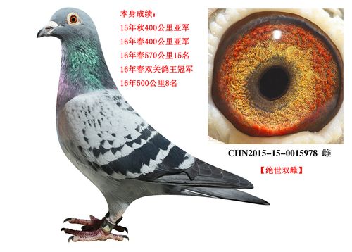 浩翔鸽业