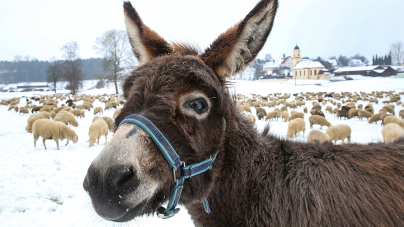donkey nannies are the most incredible thing you"ll see all year