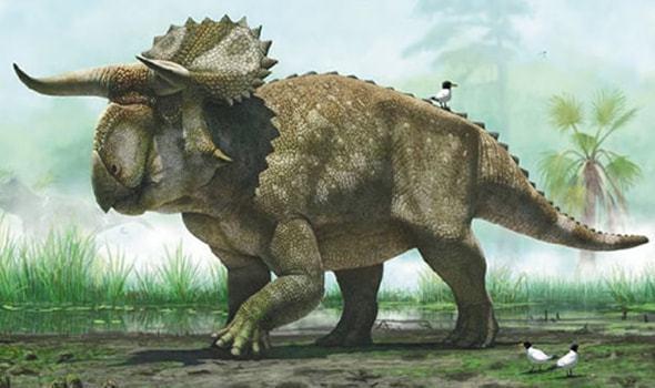 食草恐龙和别的恐龙有哪些区别