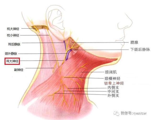 刘金升:耳大神经阻滞复合喉罩tci静脉全麻