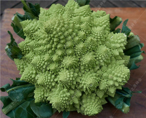 荷兰种源 宝塔菜种子 特色花菜种子 绿色菜花种子一亩