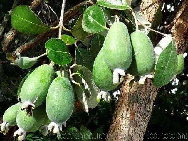 菲油果品种介绍,菲油果苗批发,菲油果种植几年结果