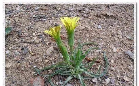 农村的野草羊妈妈你那里叫什么名字