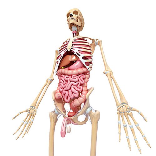 男性,身体部位,艺术品,电脑绘图