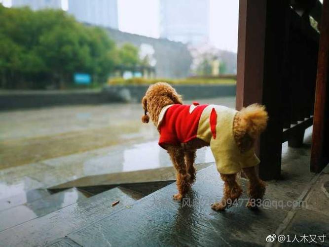 依然是雨天,当时淋了一些雨,走到这里躲雨,这只狗狗一直朝着那个方向