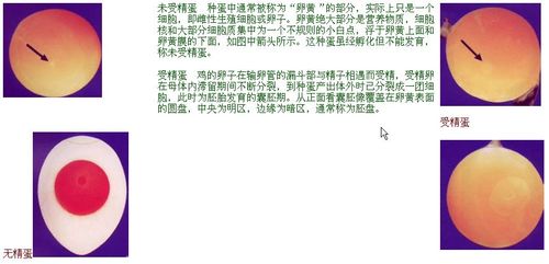 受精的鸡蛋和未受精的鸡蛋有什么区别