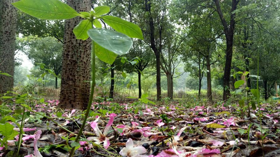 树叶上的雨露滴落在泥土中,遍地的落花下撑出片片翠绿,它们是多么的