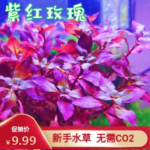 红蝴蝶红雨伞大红叶红菊红松尾小红莓紫丁香红宫廷已售300新品淘宝$1
