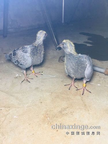 图文:幼鸽30天成长全记录