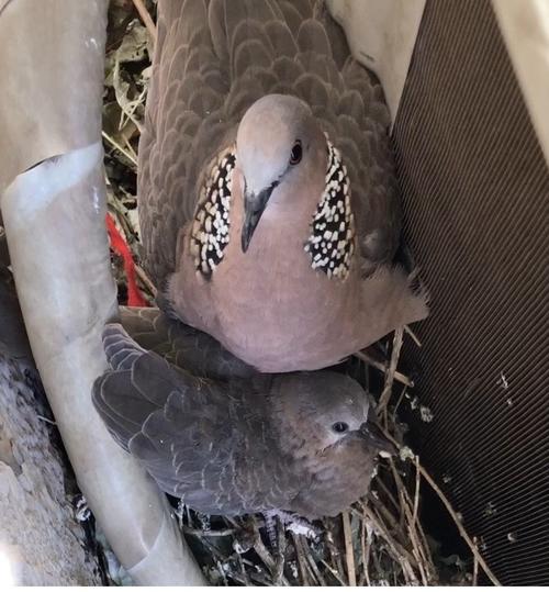 斑鸠的叫声悦耳动听,这是鸟类的语言,不同的叫声表达着不同的意思,有