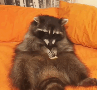 一只小浣熊正在享受零食